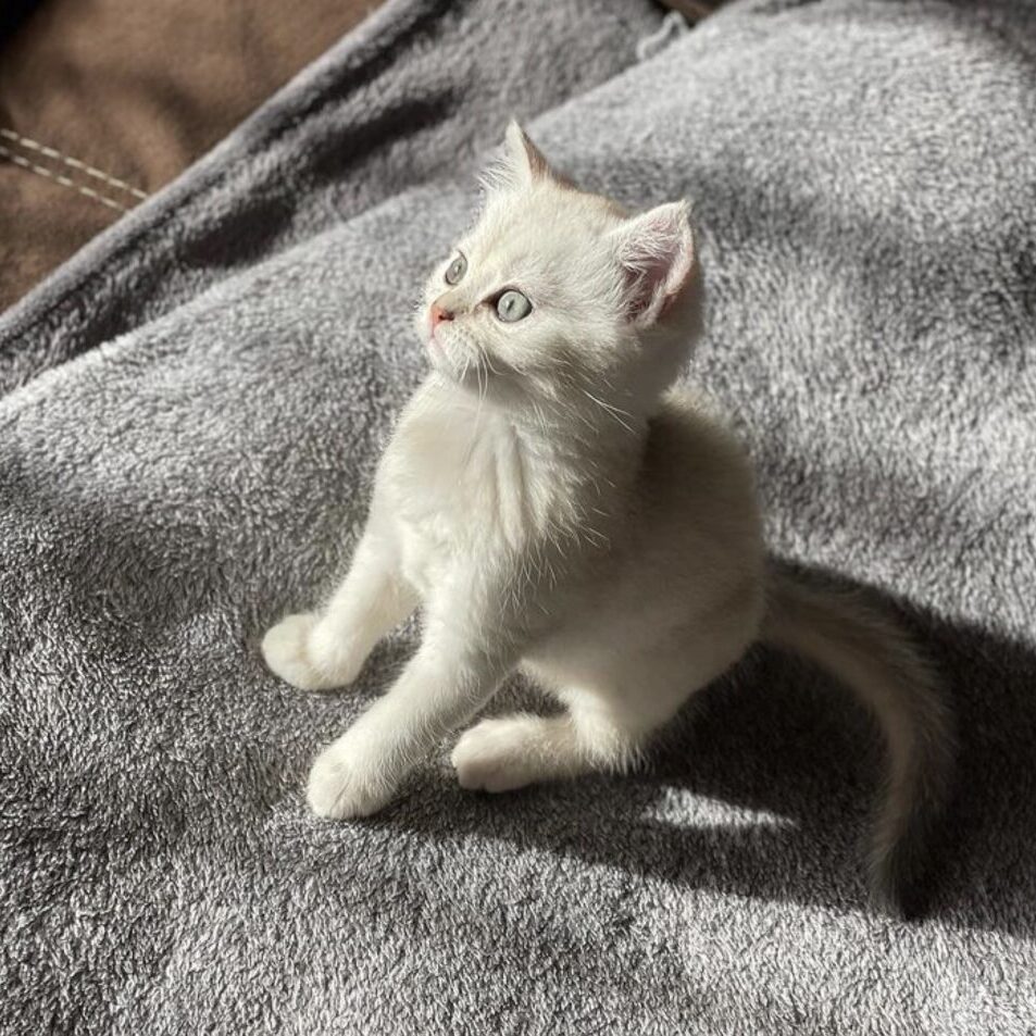 Max