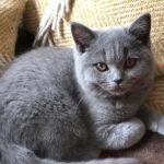 Testimonial-4-circle-279b3f12048413860916b62716203a59-vsagbq8njpz6