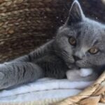 Testimonial-5-300x202-circle-ab5084c04f195125e823fedf29acda56-a3zg649mvhid