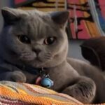 Testimonial-6-300x222-circle-2ae0bfac2cc2643b0bcd1ee880a9b54b-ec7vaf6xndbs