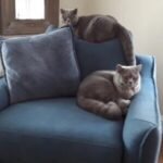 Testimonial-7-300x298-circle-c021e50fc3dcf579abc77ae01e0e9bff-gao9xvw63rk0